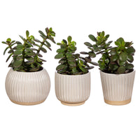 SMALL GROOVED STONEWARE PLANTERS | 3 DESIGNS OFF WHITE